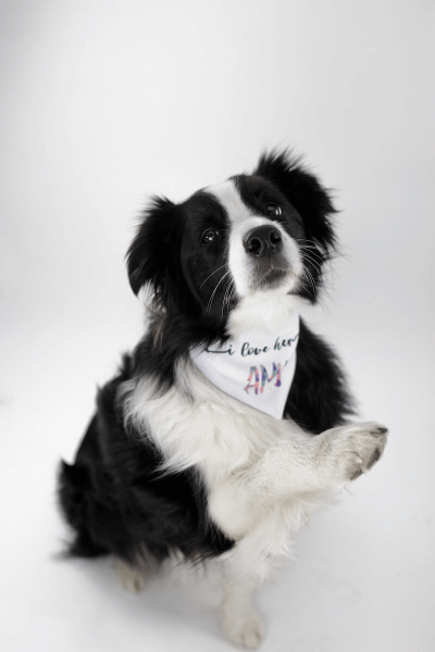 Marama na Čičak za Psa s Tiskom 38 - 45 cm | Dizajniraj