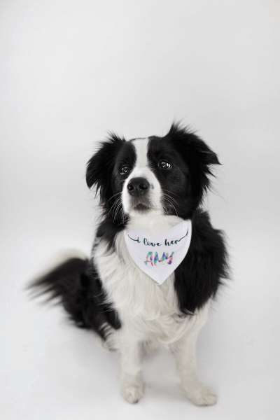 Marama s Tiskom po Želji na Čičak za Psa 45 - 60 cm