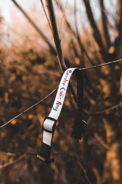 Ogrlica s Tiskom po Želji za Pse (M) | Puppynator.hr